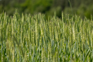 a field with green unripe cereals in summer