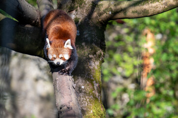 RED PANDA (AILURUS FULGENS)