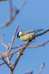 A vertical closeup portrait of a great tit or parus major bird sitting on a small twig in the sunlight with a blue sky. The passerine animal is perched and looking around.