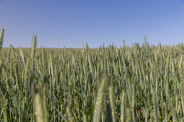 a field with green unripe cereals in summer
