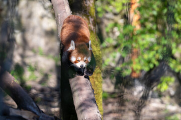 RED PANDA (AILURUS FULGENS)