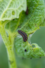 Yalancı Apollo » Archon apollinus » False Apollo