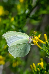 Pieridae / Orakkanat / Brimstone / Gonepteryx rhamni