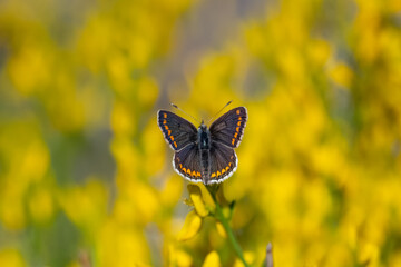 Lycaenidae / Çokgözlü Esmer / Brown Argus / Polyommatus agestis