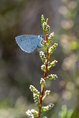 Lycaenidae / Kutsal Mavi / Holly Blue / Celastrina argiolus