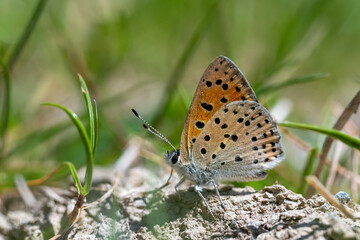 Alev Ateşi » Lycaena kefersteinii » Turkish Fiery Copper