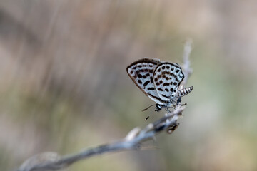 Balkan Kaplanı » Tarucus balkanicus » Little Tiger Blue