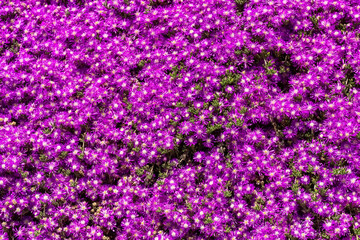 Naklejka premium background of flowers