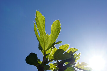 A bud of a young Mediterranean fig tree above a blue sky