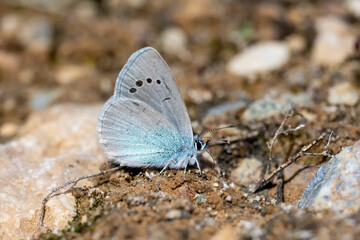 Lycaenidae / Karagözmavisi / Green-Underside Blue / Glaucopsyche alexis