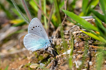Lycaenidae / Karagözmavisi / Green-Underside Blue / Glaucopsyche alexis