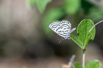 Balkan Kaplanı » Tarucus balkanicus » Little Tiger Blue