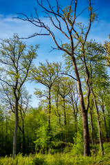 Beschädigter Baum im Wald