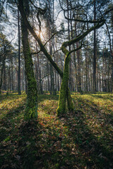 Poranek wczesną wiosną w Kampinoskim Parku Narodowym. Światło w wiosennym lesie