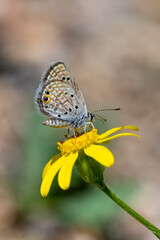 Lycaenidae / Mücevher Kelebeği / Grass Jewel / Chilades trochylus