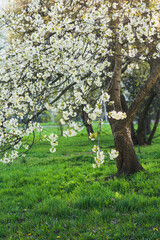 Wiosenne kwitnące na biało drzewa na Mazowszu