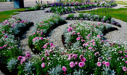 różowe, białe i fioletowe kwiaty w wiejskim ogrodzie, kwietnik w ogrodzie pałacowym, Dahlia,  Gypsophila, colorfull flower in cottage garden, flowerbed in garden - obrazy, fototapety, plakaty