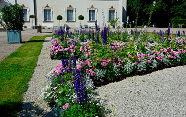różowe, białe i fioletowe kwiaty w wiejskim ogrodzie, kwietnik w ogrodzie pałacowym, Dahlia,...