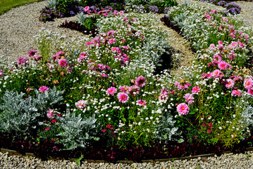 różowe, białe i fioletowe kwiaty w wiejskim ogrodzie, kwietnik w ogrodzie przydomowym (Dahlia, Gypsophila), colorfull flower in cottage garden, flowerbed in garden		 - obrazy, fototapety, plakaty