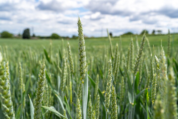 Young green wheat in farmland 