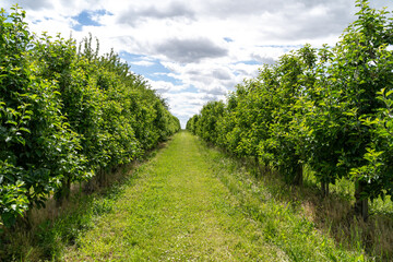 Fototapeta na wymiar Orchard with apple trees in spring