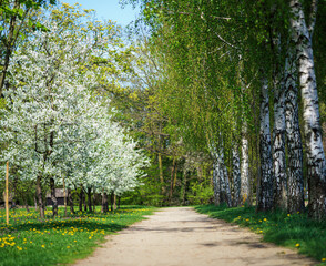 Kwitnące drzewa wczesną wiosną na polskiej wsi
