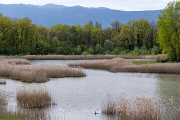 Teppes De Verbois, zone de nature protégée le long du Rhône, Genève
