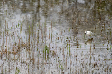 Aigrette Garzette À L'affut Aux Teppes De Verbois, Genève