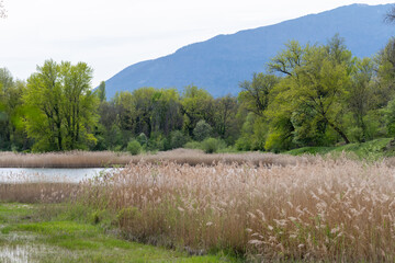 Teppes De Verbois, zone de nature protégée le long du Rhône, Genève