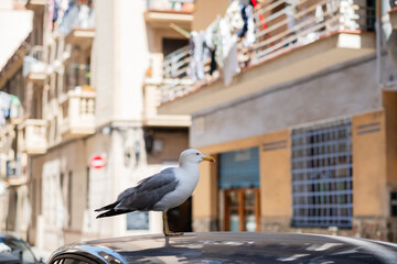 Möwe auf einem Autodach in Barcelona, Spanien