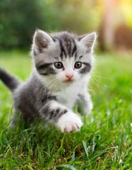Naklejka na ściany i meble Adorable grey kitten playing in a garden