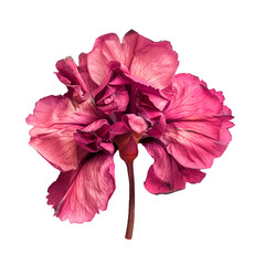 Dried Pink Carnation close up on white background.