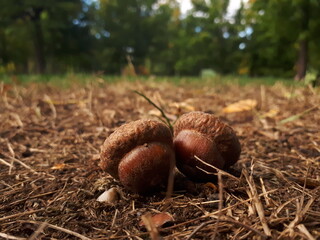 acorn on the ground