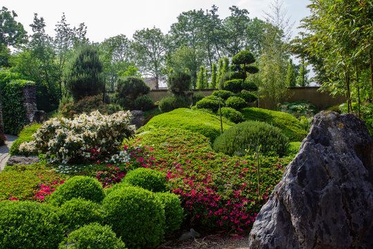 Japanese garden at Appeltern gardens with topiary coniferous tree (branches as "clouds") and blossoming bushes of rhododendron
