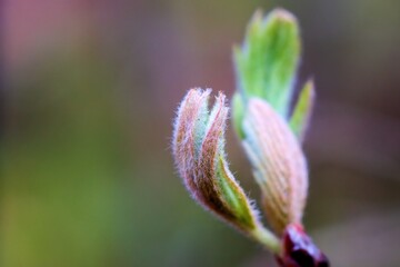 In spring, the first leaves appear on the trees. Selective focus. The beginning of spring. The...