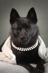 Black dog in a white pearl necklace