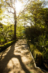 A high tree with fresh green leaves in a spring park full of sunlight. The shadows of tree branches on ground. A straight pathway, walkway in a garden
