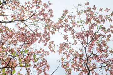 街路樹のハナミズキが薄紅色の淡い花びらが開く
