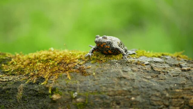 European fire-bellied toad bombina bombina video, amphibian frog sits on branch animal moss in water wetland, endangered species of nature, fire bellied natural purity indicator, 4k Europe