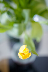 A yellow tulip with an out-of-focus background