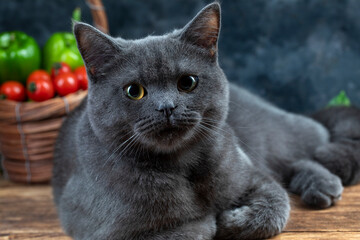 Macro photography our beloved 7 month old British kitten Gray Let's support with likes