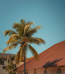 palm trees on the beach area miami 