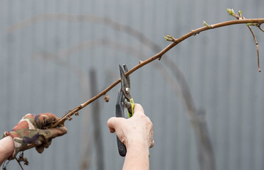 Spring work in the garden. The gardener's hand with a pruner. Pruning raspberry and blackberry...