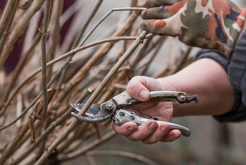 Spring work in the garden. The gardeners hand with a pruner. Pruning hydrangea bushes with pruning...