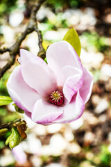 Magnolia, Bloosom