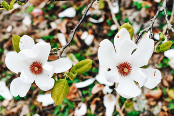 Magnolia, Bloosom