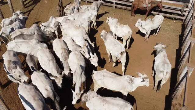 nelore bulls, touros