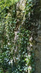 Promenade dans le parc de Châteauneuf-sur-Loire
