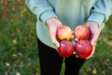 Hands of unrecognizable brunette woman holding four red apples harvested from the orchard.