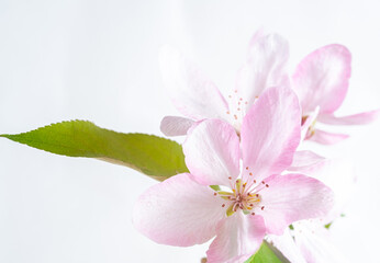 Macro pink apple blossom flower on black background. Botanical design, selective focus